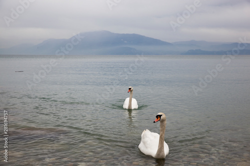 Fototapeta Naklejka Na Ścianę i Meble -  Tranquil scene of beautiful pure white Swans at Lake Garda in Italy , taken on the shores of Lake Garda.