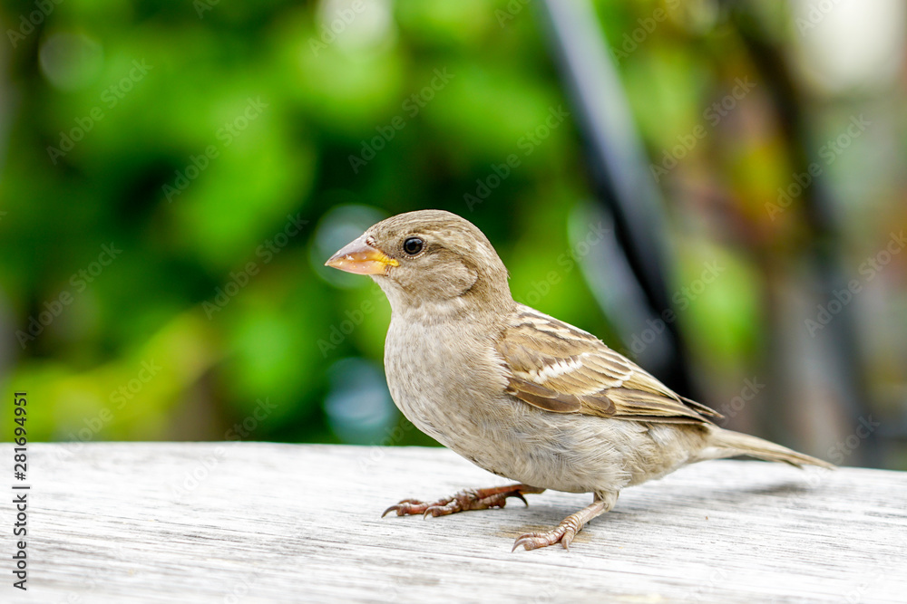 attractive sparrow on a table, regular inhabitant of the city attractive sparrow on a table, regular inhabitant of the city