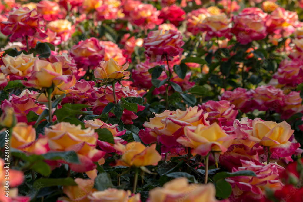 Rose garden with assorted roses Rose garden with assorted roses
