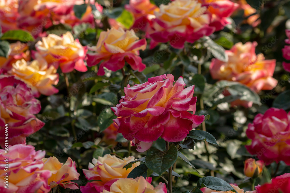 Rose garden with assorted roses