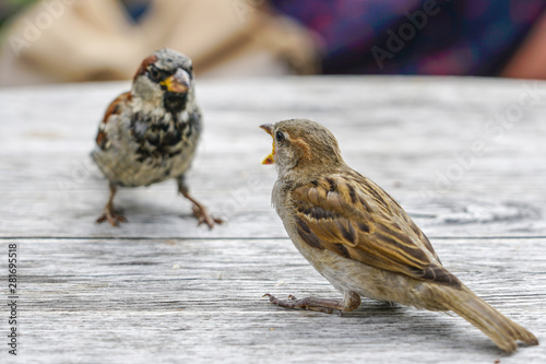 two attractive sparrows on a table, regular inhabitants of the city