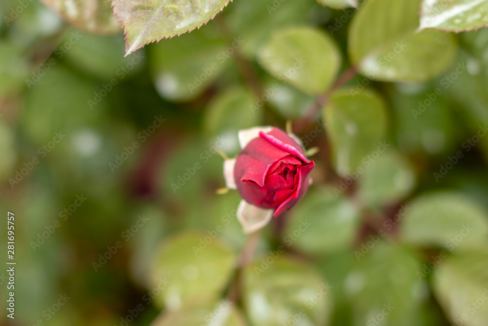 Red rose in the garden