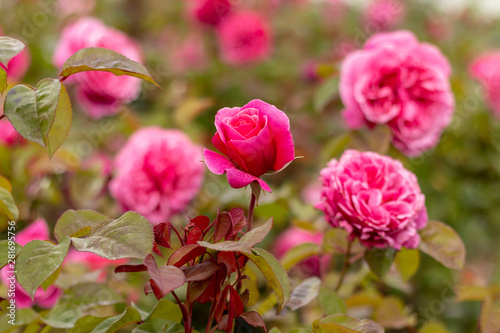 Red rose in the garden © stocktr