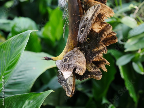Swarm of tropical banana butterflies occupy a banana for food intake