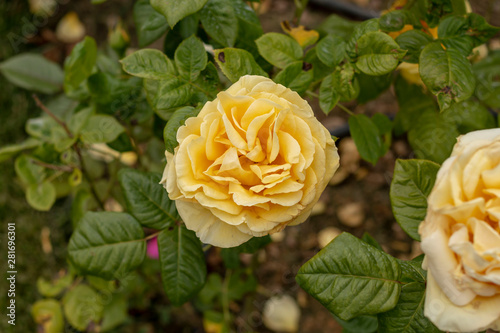 Yellow roses in the garden photo