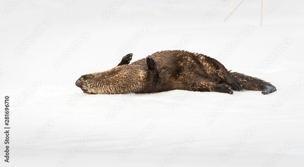 Obraz premium River otter in the wild