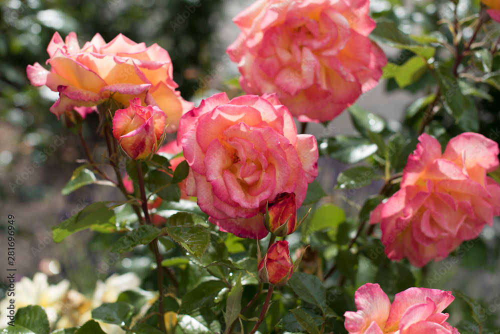 Bright Pink Roses Bright Pink Roses