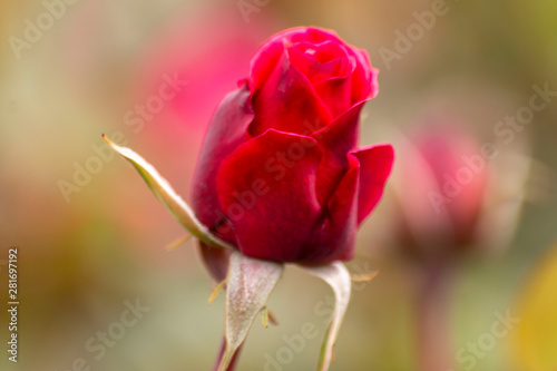 Red rose in the garden