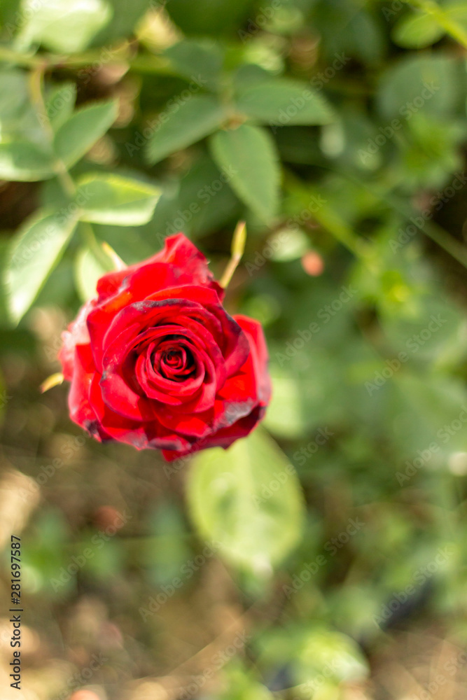 Red rose in the garden Red rose in the garden