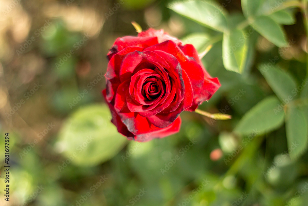 Red rose in the garden Red rose in the garden