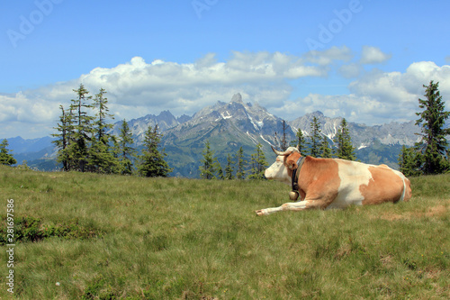 cow lying in a meadow in the Alps against the mountains © b_lanka