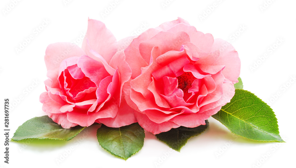 Beautiful pink flowers. Beautiful pink flowers.