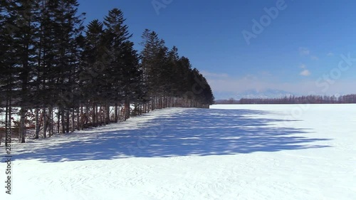 Windbreak forest in snow-covered Hidaka Mountains photo