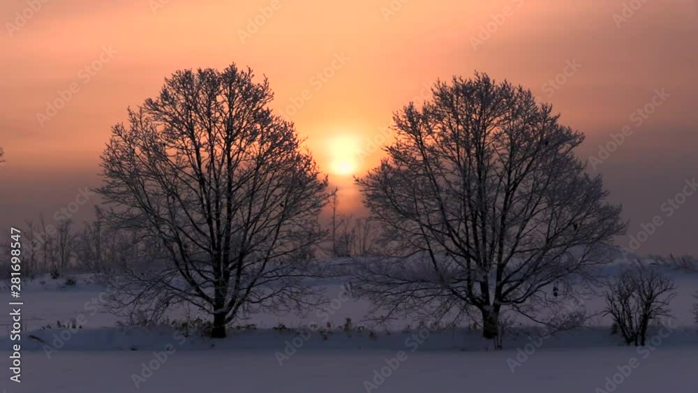 Snow field and trees in rime at sunrise Snow field and trees in rime at sunrise