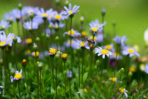 bee in a field of daisy