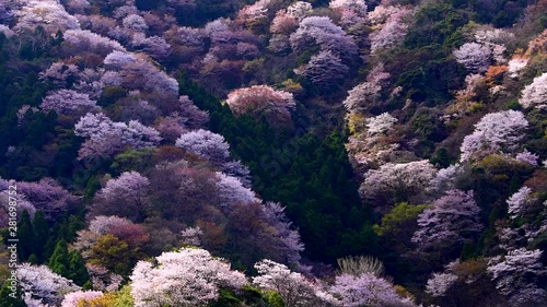 Lockdown shot of blooming cherry trees in Kamiko photo