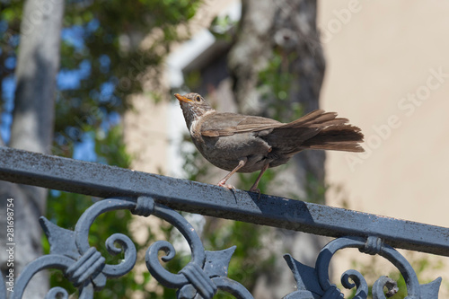 sparrow on branch