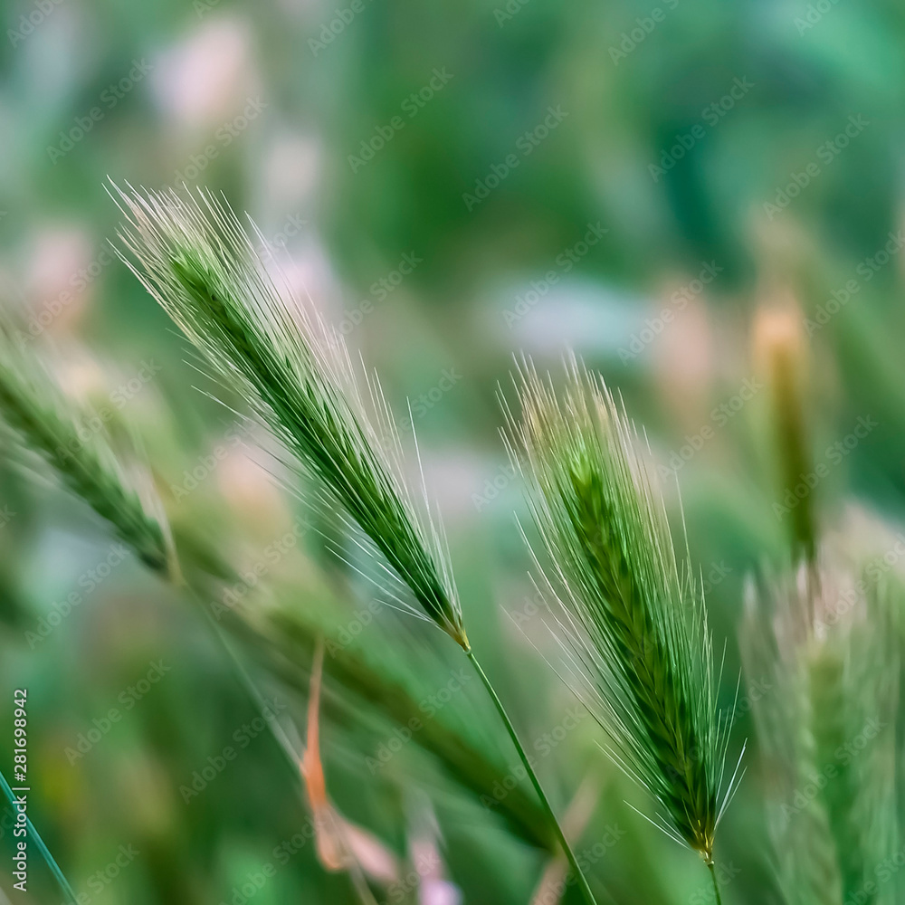 Square frame Close up view of green plants with slim stems topped with thin white spikes Square frame Close up view of green plants with slim stems topped with thin white spikes