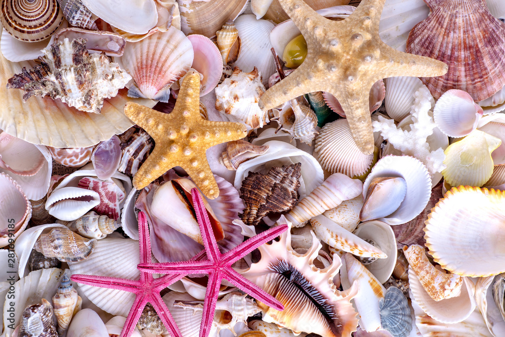 Seashells background, lots of amazing seashells, coral and starfishes mixed.Sea shells collected on the coast of Costa Rica as background Seashells background, lots of amazing seashells, coral and starfishes mixed.Sea shells collected on the coast of Costa Rica as background
