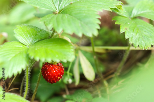 Strawberries in the forest with green leaves in summer. Green blurred background. 