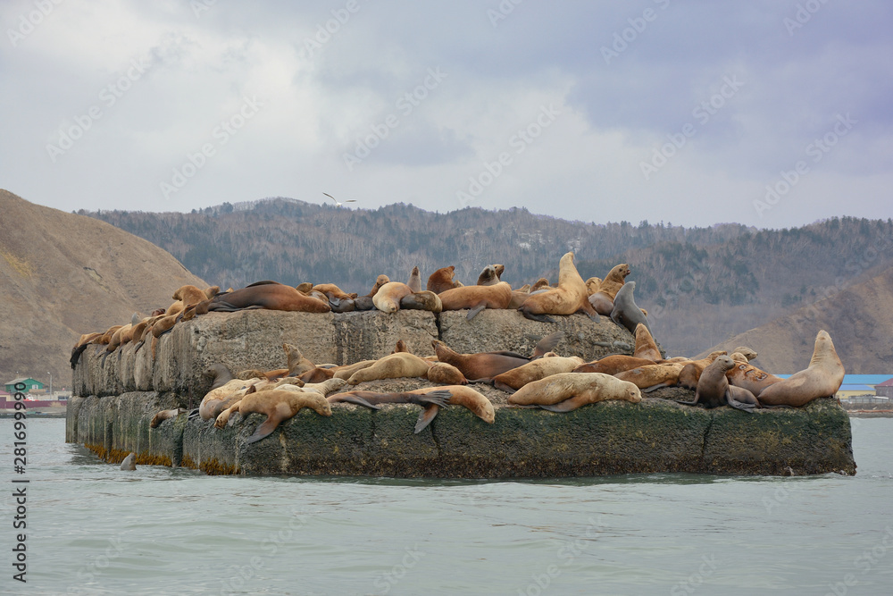 many sea lions on a breakwater