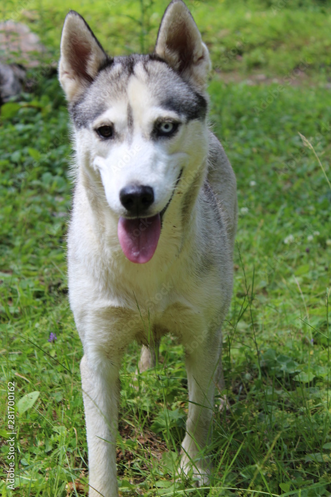 siberian husky dog