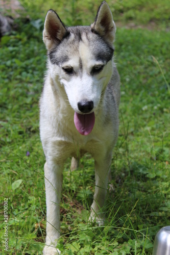 dog on grass