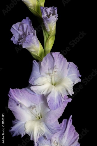 Fototapeta Naklejka Na Ścianę i Meble -  Purple and White Gladiolas