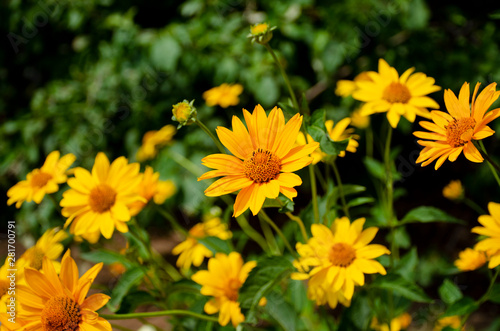Yellow sunny flowers. Heliopsis