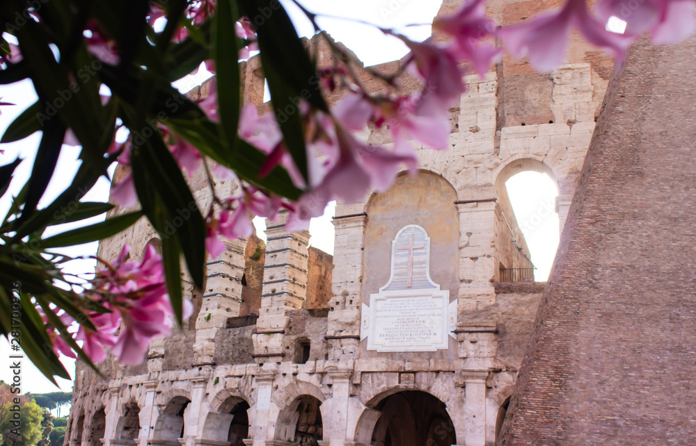 Obraz premium Colosseum on the background of oleander flowers