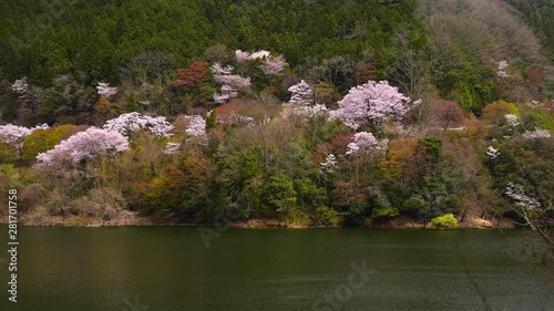 Cherry trees growing on Oku Yahagi lakeshore, Toyota, Aichi photo