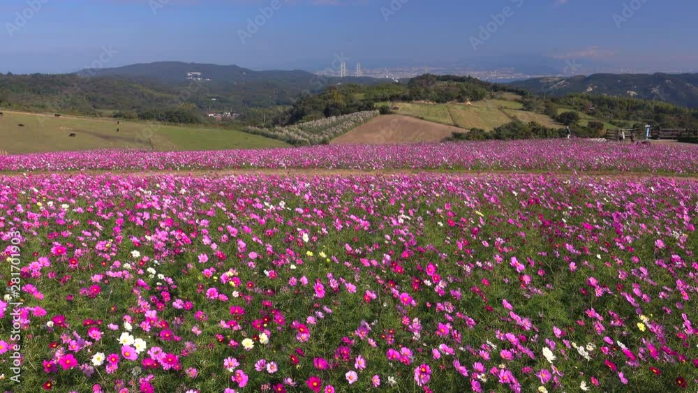 Blooming flowers in Awaji Hanasajiki Park, Awaji City, Awaji Island, Hyogo Blooming flowers in Awaji Hanasajiki Park, Awaji City, Awaji Island, Hyogo