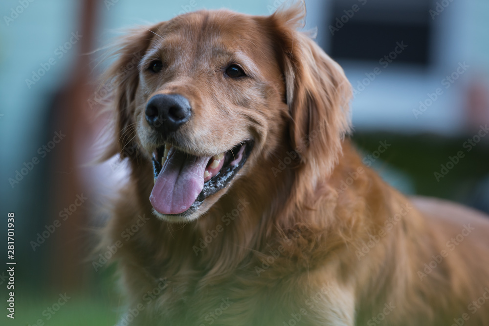 Happy old golden retriever dog
