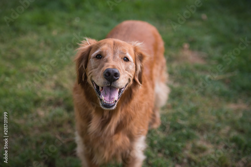 Portrait of a happy golden retriever dog