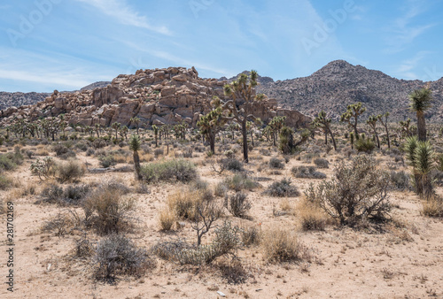 Landscape Photos from Joshua Tree National Park