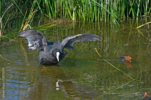 flatternde Blässhuhn (Fulica atra) mit Jungtier - Eurasian coot with juvenile photo