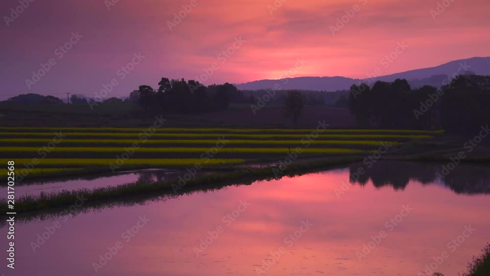 Rice paddy at dawn with rapeseeds blooming in background Rice paddy at dawn with rapeseeds blooming in background