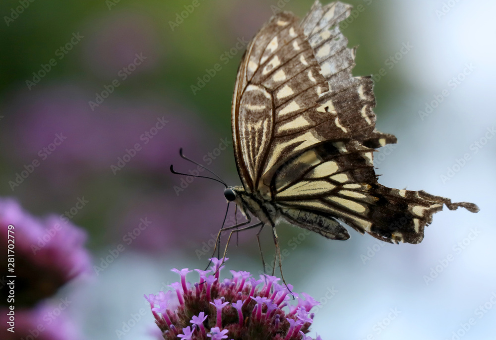 Obraz premium アゲハ蝶の食事4