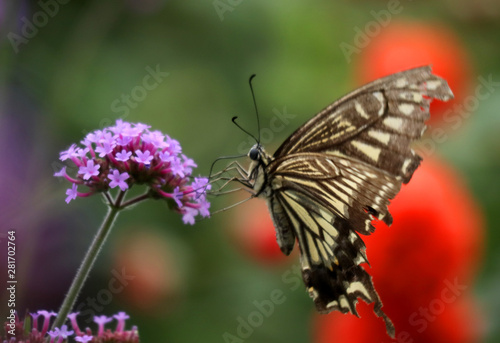 アゲハ蝶の食事1 © plife74