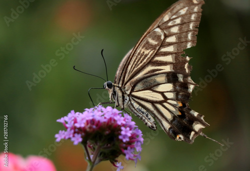 アゲハ蝶の食事2 © plife74