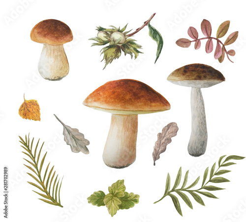 Watercolor autumn set of edible noble mushrooms isolated on a white background. Boletuses. Sprigs, nuts, leaves.