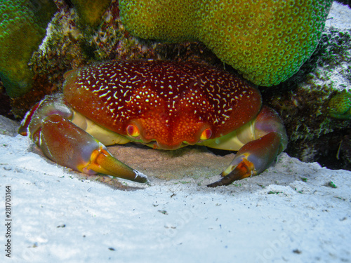 A Batwing Coral Crab tries to hide in the recess of a coral colony on a reef off the coast of Bonaire.  photo