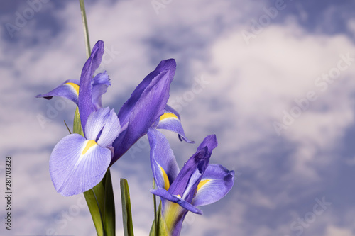 Fototapeta Naklejka Na Ścianę i Meble -  Dark Purple Iris