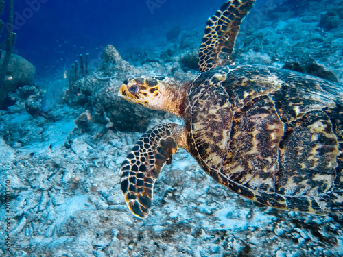 A hawksbill sea turtle swims through the crystal clear waters off the coast of Bonaire.