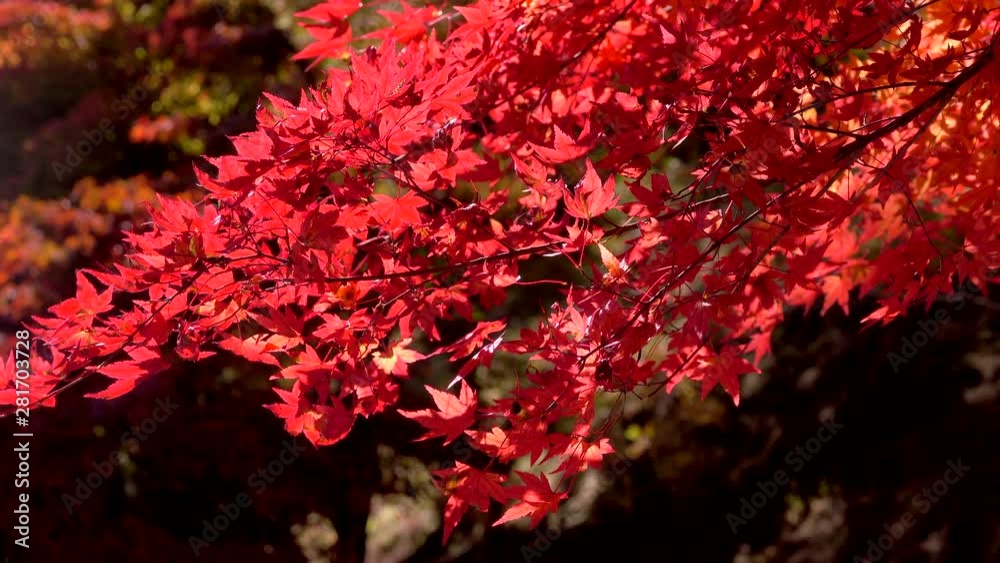 Autumn leaves swaying in wind over Lake Momiji, Japan Autumn leaves swaying in wind over Lake Momiji, Japan