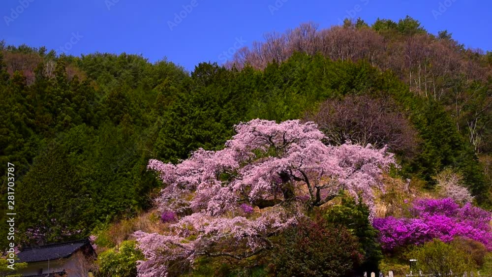 Blooming cherry blossom with forested hill in background