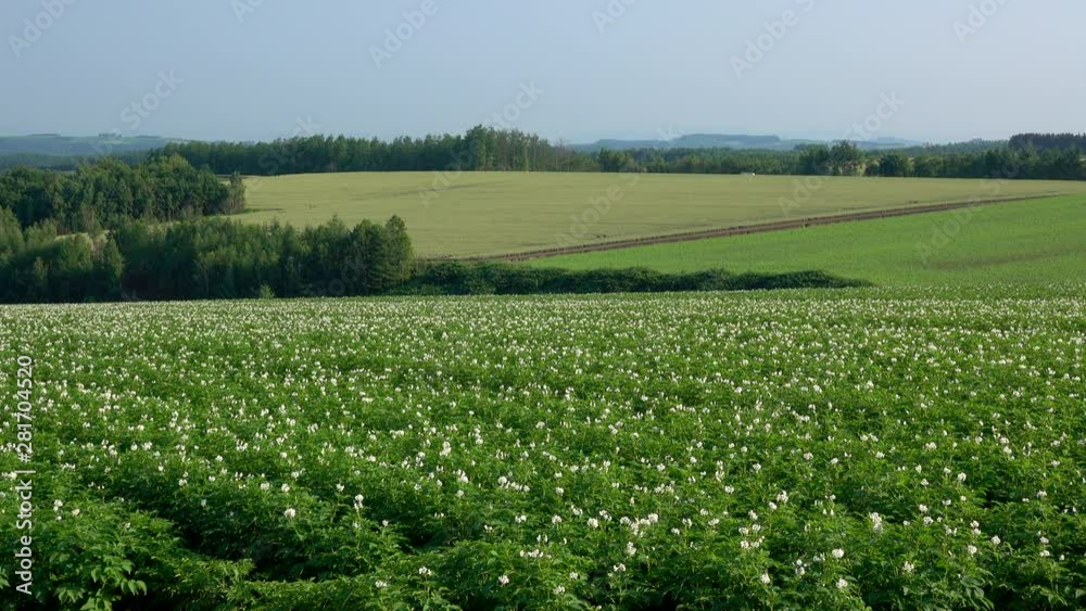 Wide shot of blooming potato fields, Kyoei, Biei, Hokkaido Wide shot of blooming potato fields, Kyoei, Biei, Hokkaido