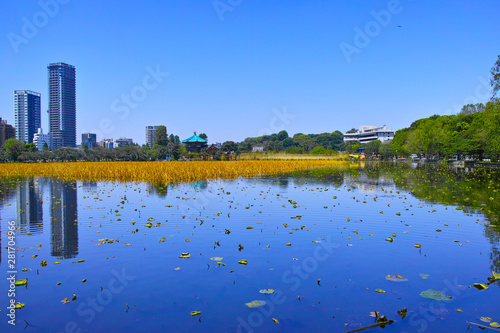 春の東京都上野公園の不忍池
