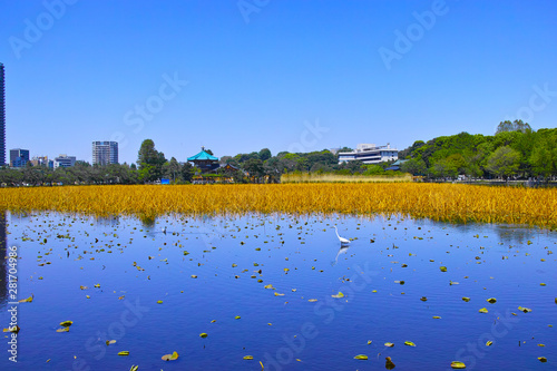 春の東京都上野公園の不忍池