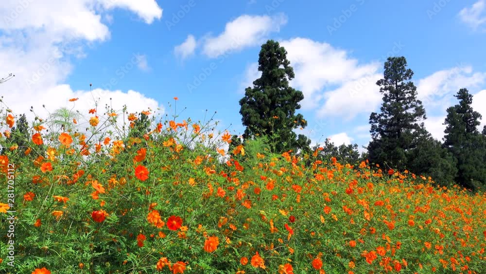 Cosmos flower meadow, Tokamichi, Niigata Prefecture, Japan Cosmos flower meadow, Tokamichi, Niigata Prefecture, Japan